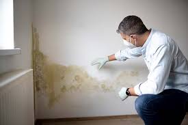  Lake Shastina, CA Mold Removal Services Pros